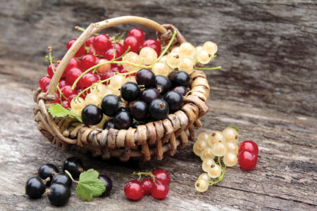 How to Grow Currants Image